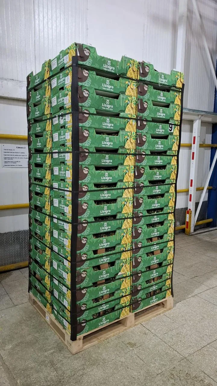Pallets de piña en cámara de frío