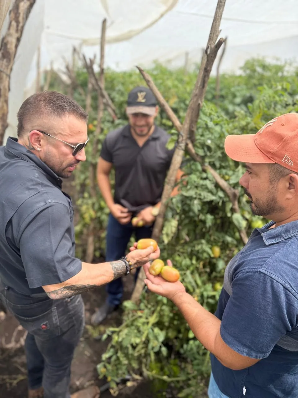 Cultivo de Lizagro
