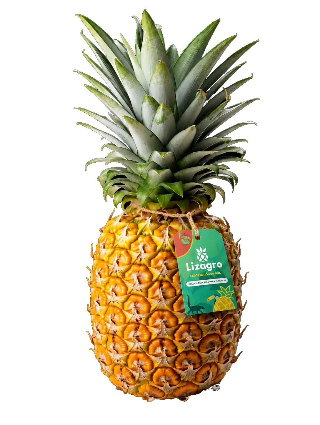 Piña de Lizagro